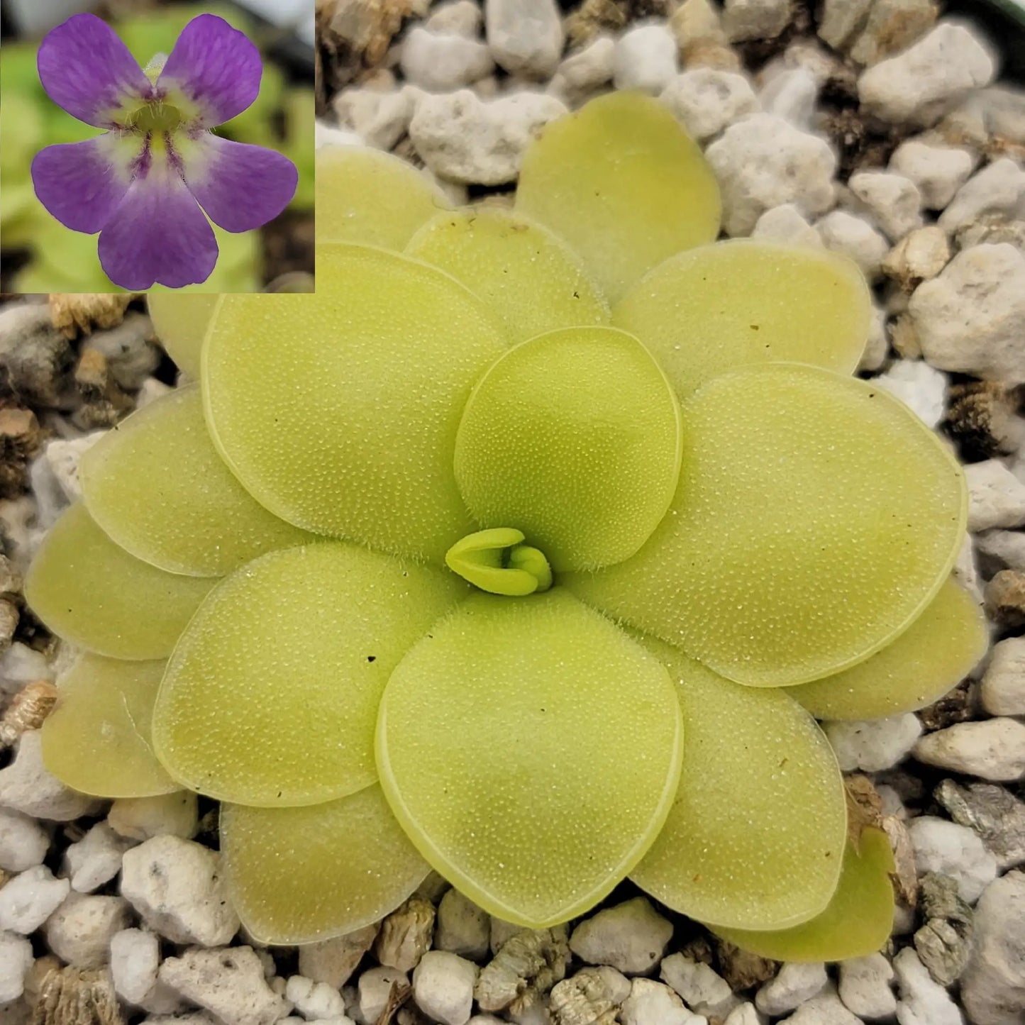 Pinguicula 'Huahuapan' x pilosa - Tampa Home & Garden Store
