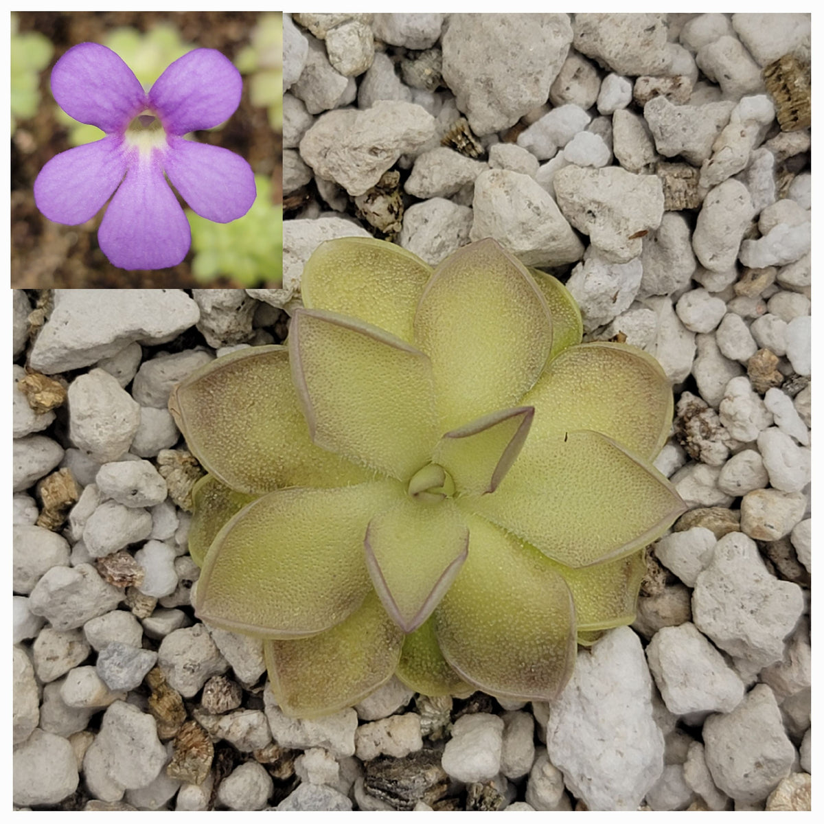 Pinguicula ibarrae x cyclosecta butterwort with purple bloom and rosette leaves on gravel bed on Tampa Home & Garden Store