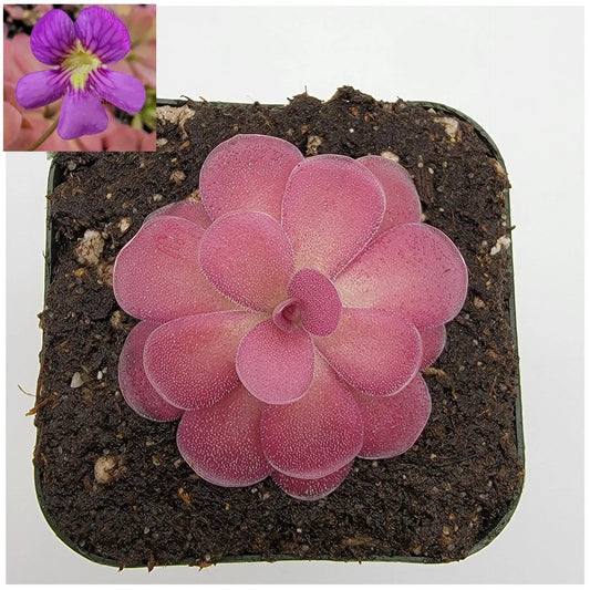 Pinguicula Johanna Butterwort with pink rosette leaves and purple flower in pot on Tampa Home & Garden Store