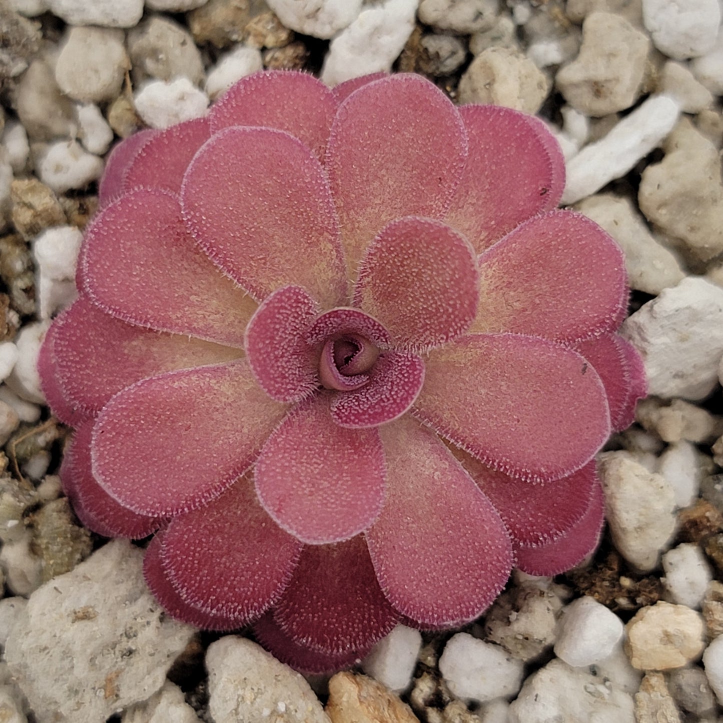 Pinguicula 'Johanna' - Tampa Home & Garden Store