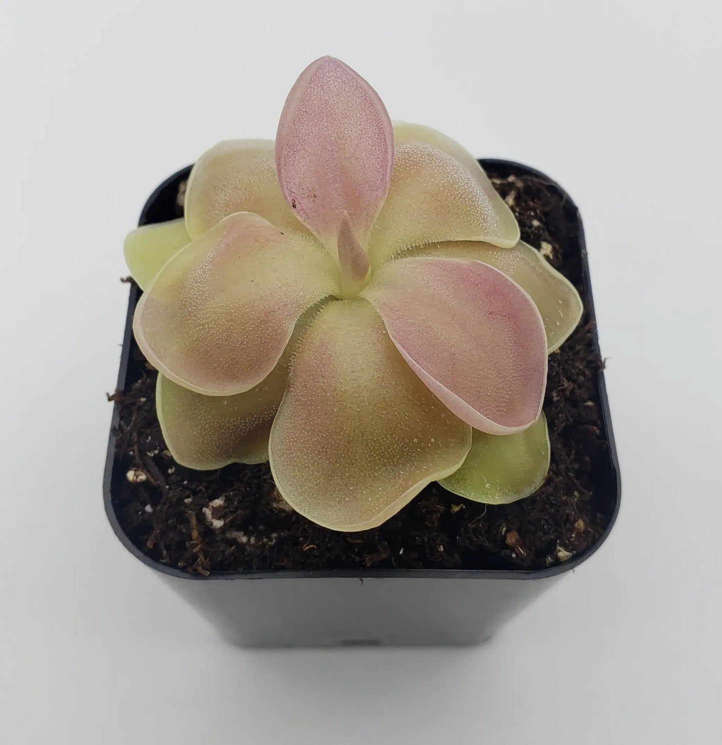 Pinguicula 'Kewensis' - Tampa Home & Garden Store