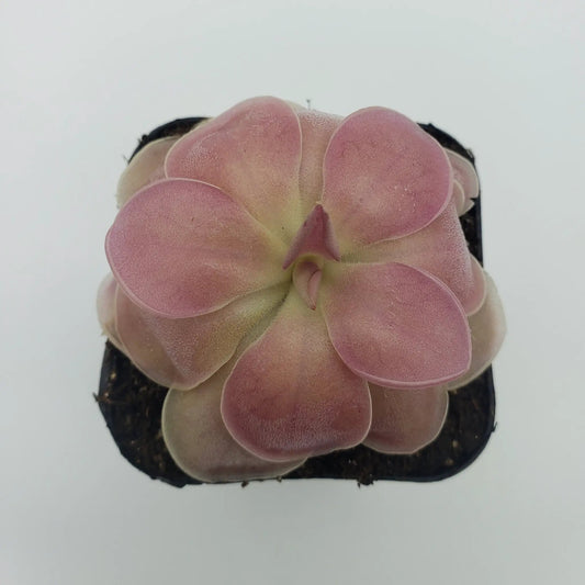 Pinguicula Kewensis butterwort plant pink rosette in pot Plants on Tampa Home & Garden on Tampa Home & Garden Store