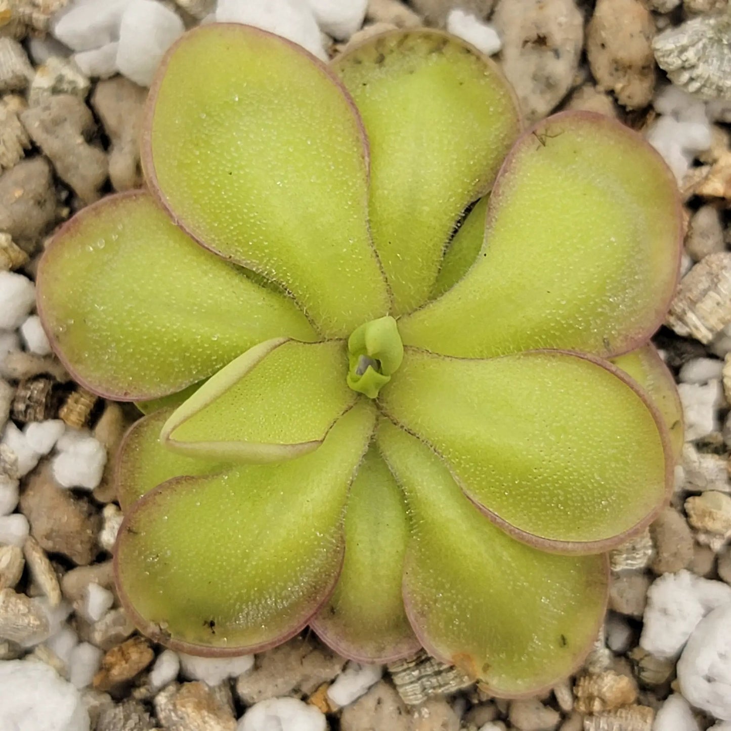 Pinguicula 'Köhres' - Tampa Home & Garden Store