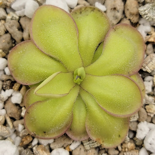 Pinguicula Köhres hybrid butterwort rosette with lime-green leaves and pink margins in gravel on Tampa Home & Garden Store