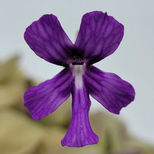 Pinguicula Lautner bloom with deep violet petals and velvety purple color on Tampa Home & Garden Store