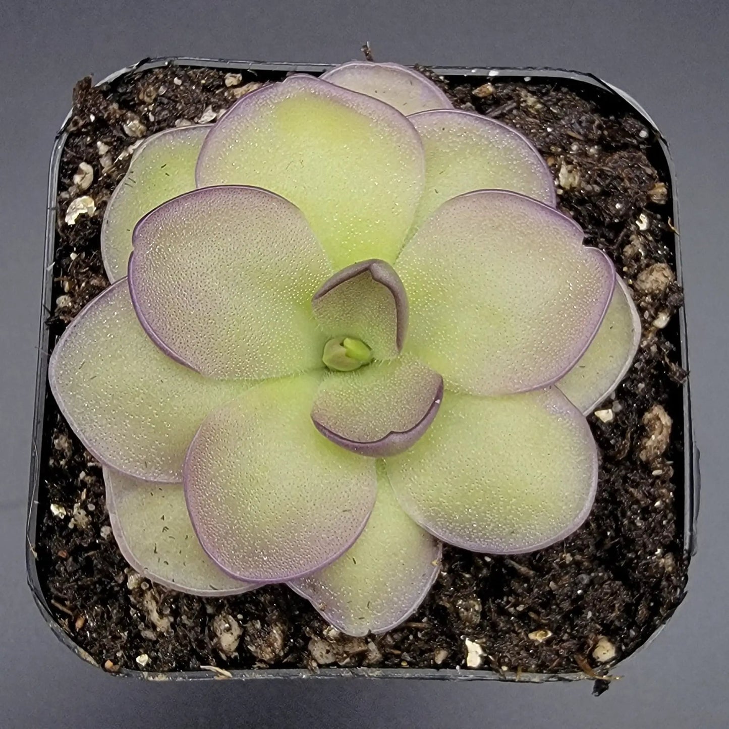 Pinguicula Leilani Butterwort rosette with lime-green leaves and purple margins in soil on Tampa Home & Garden Store