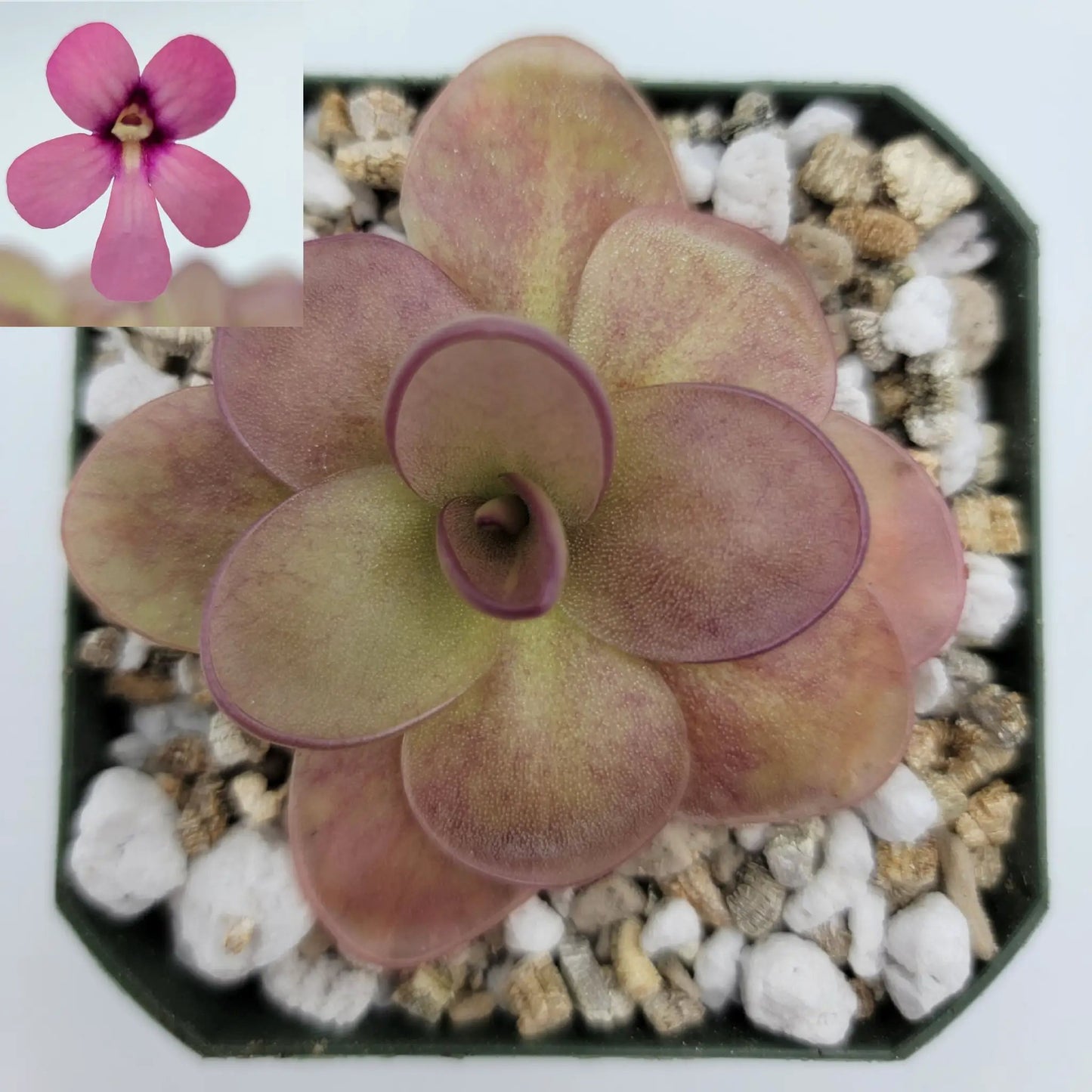 Pinguicula "Peaches" - Tampa Home & Garden Store