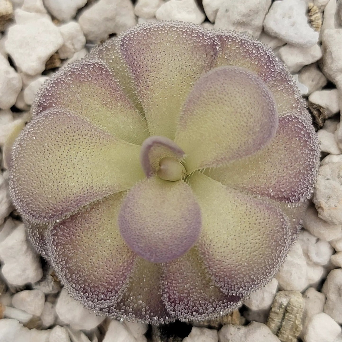 Pinguicula "Penny" - Tampa Home & Garden Store