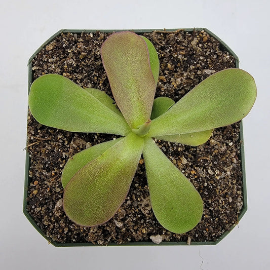 Pinguicula Razzberry Blonde butterwort with green leaves and pink margins in a pot on Tampa Home & Garden Store