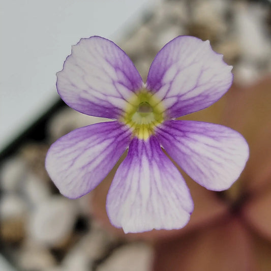 Pinguicula Riva butterwort flower with lavender petals and veins by Rainbow Carnivorous Plants on Tampa Home & Garden Store