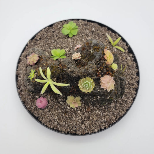 Mystery Rock Kit for Pinguicula Bundle butterworts with colorful rosette plants in soil bed on Tampa Home & Garden Store