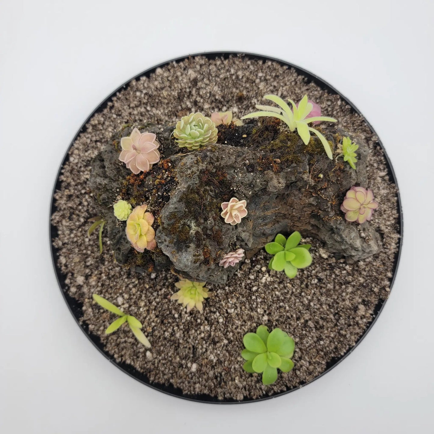 Mystery rock kit Pinguicula bundle - Tampa Home & Garden Store