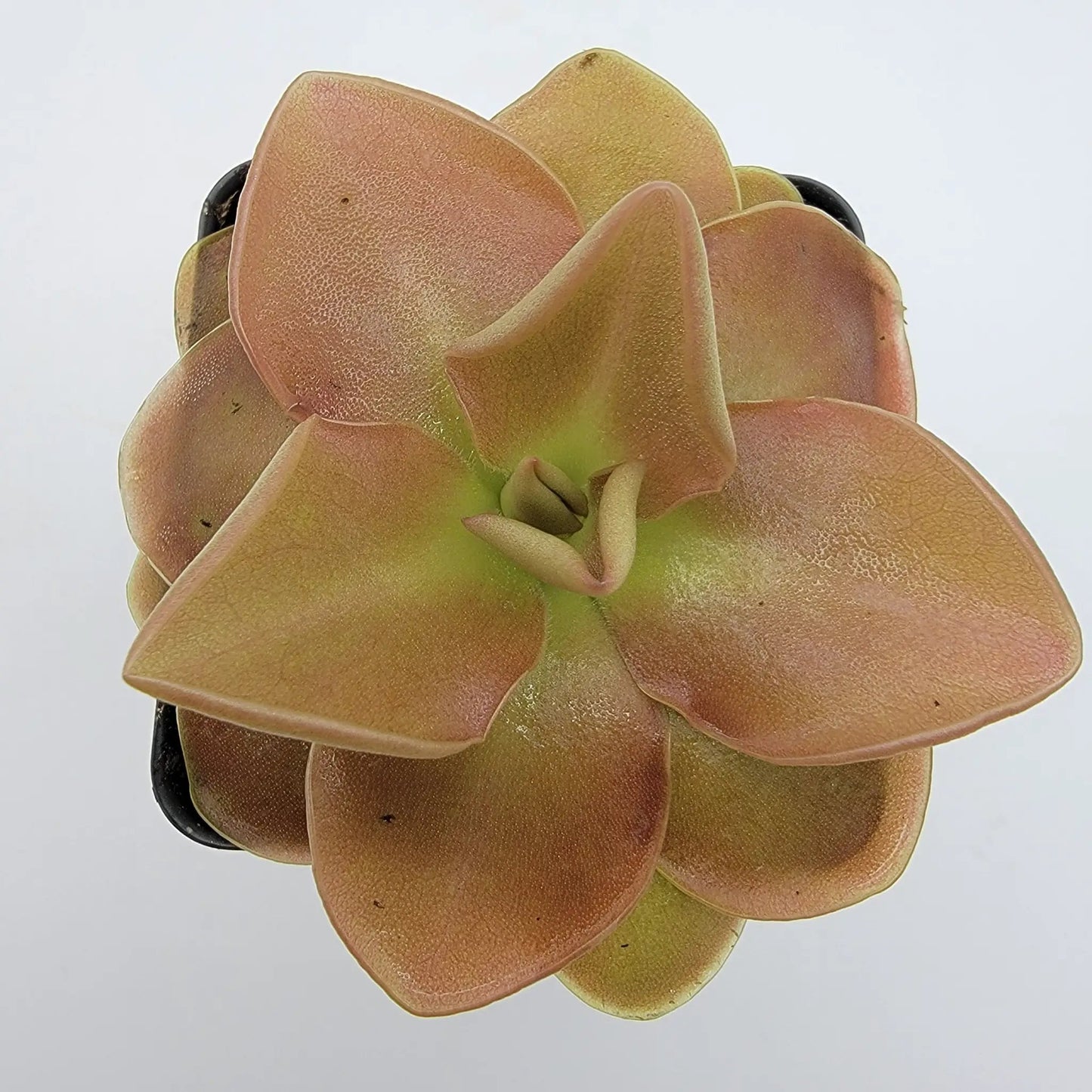 Pinguicula 'Sethos' - Tampa Home & Garden Store