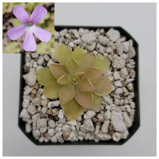 Pinguicula Sethos x Weser hybrid butterwort seed-grown plant with purple bloom in pot on Tampa Home & Garden Store