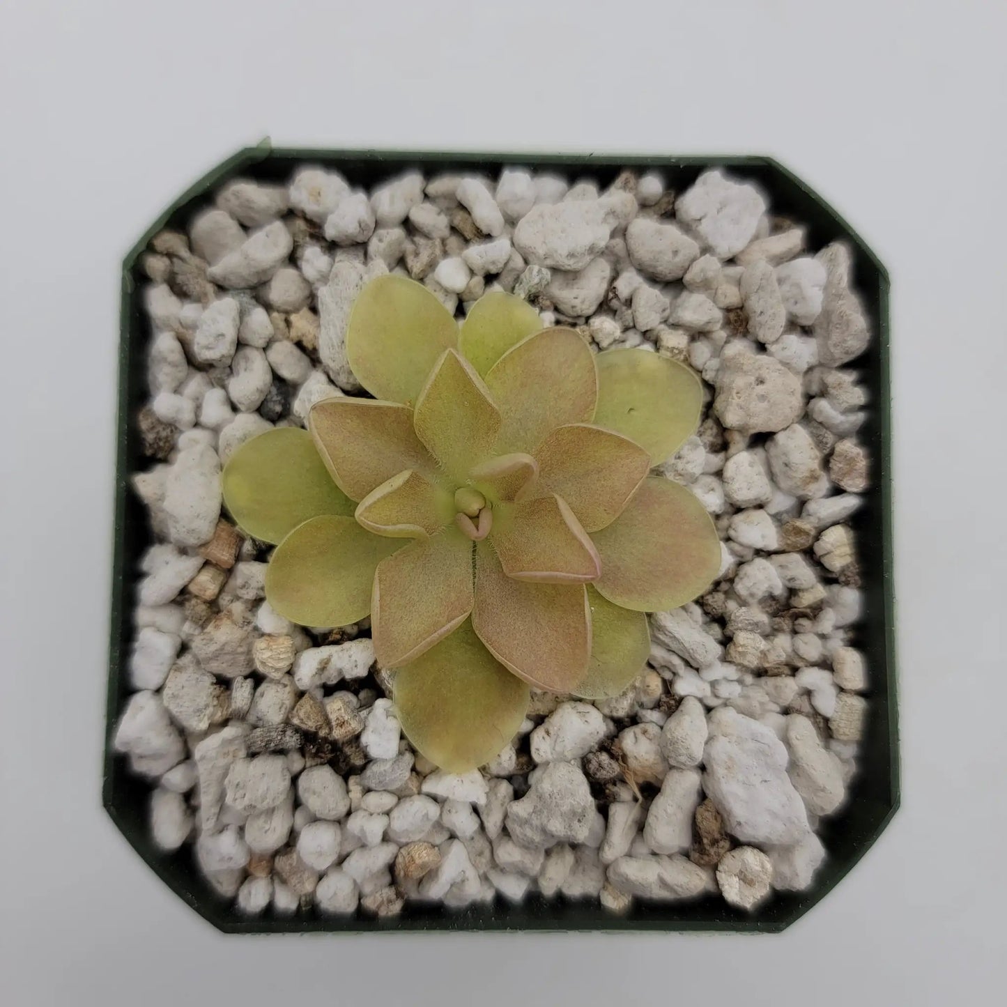 Pinguicula 'Sethos' x 'Weser' - Tampa Home & Garden Store