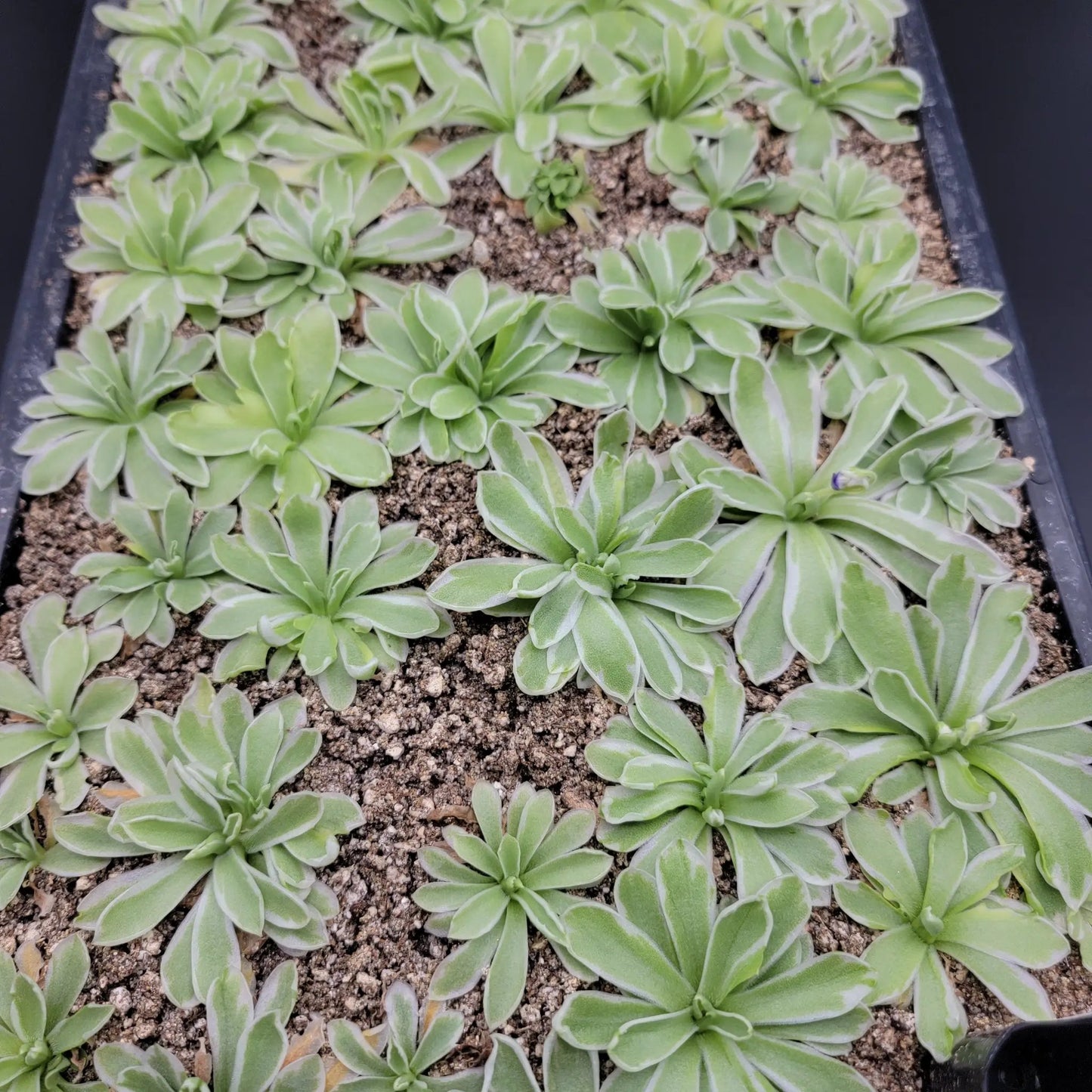 Pinguicula "Snow Queen" - Tampa Home & Garden Store
