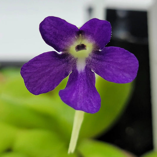 Pinguicula Sumidero I butterwort flower, vivid purple bloom on Tampa Home & Garden Store