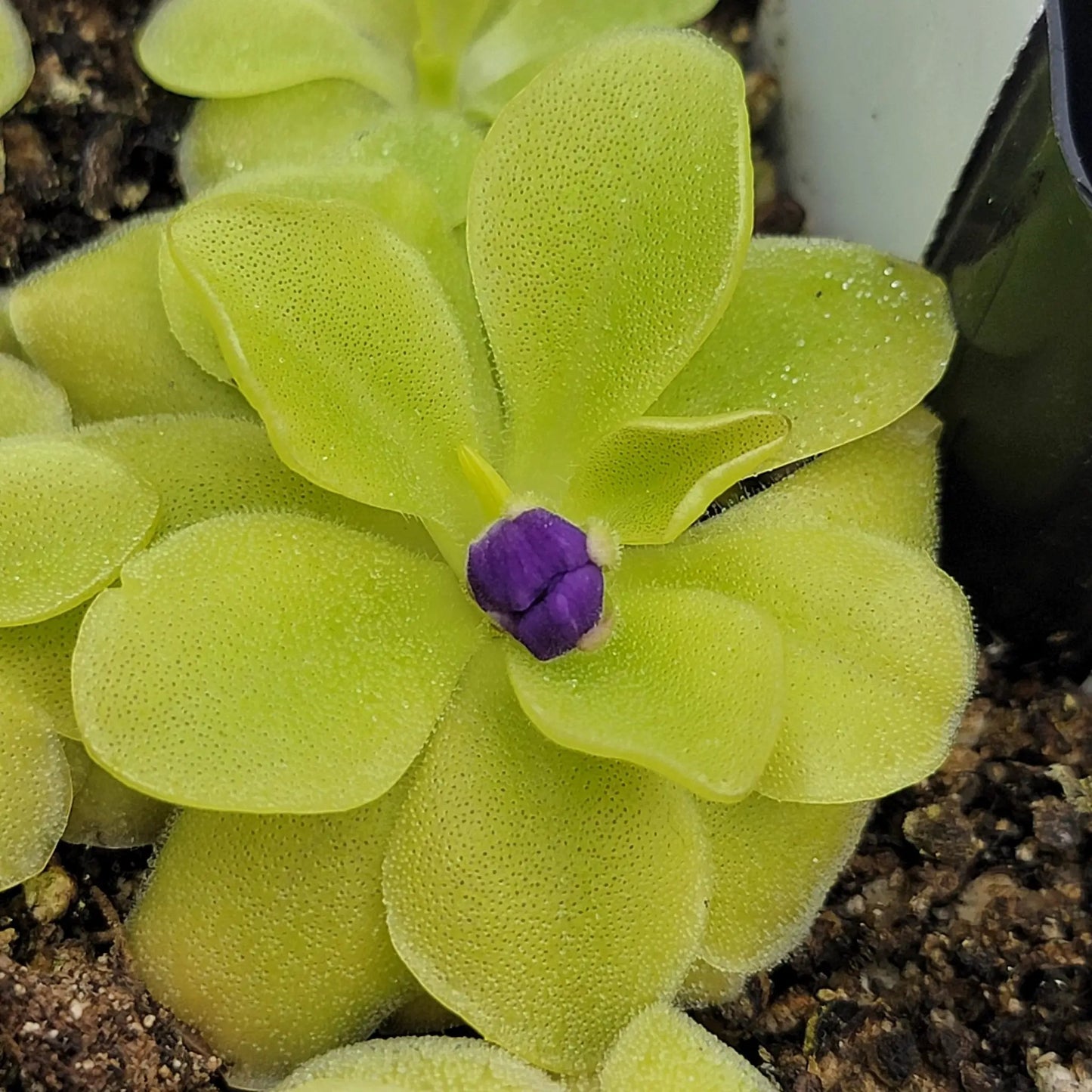 Pinguicula Sumidero II butterwort plant with bright lime-green rosettes and purple flower bud on Tampa Home & Garden Store