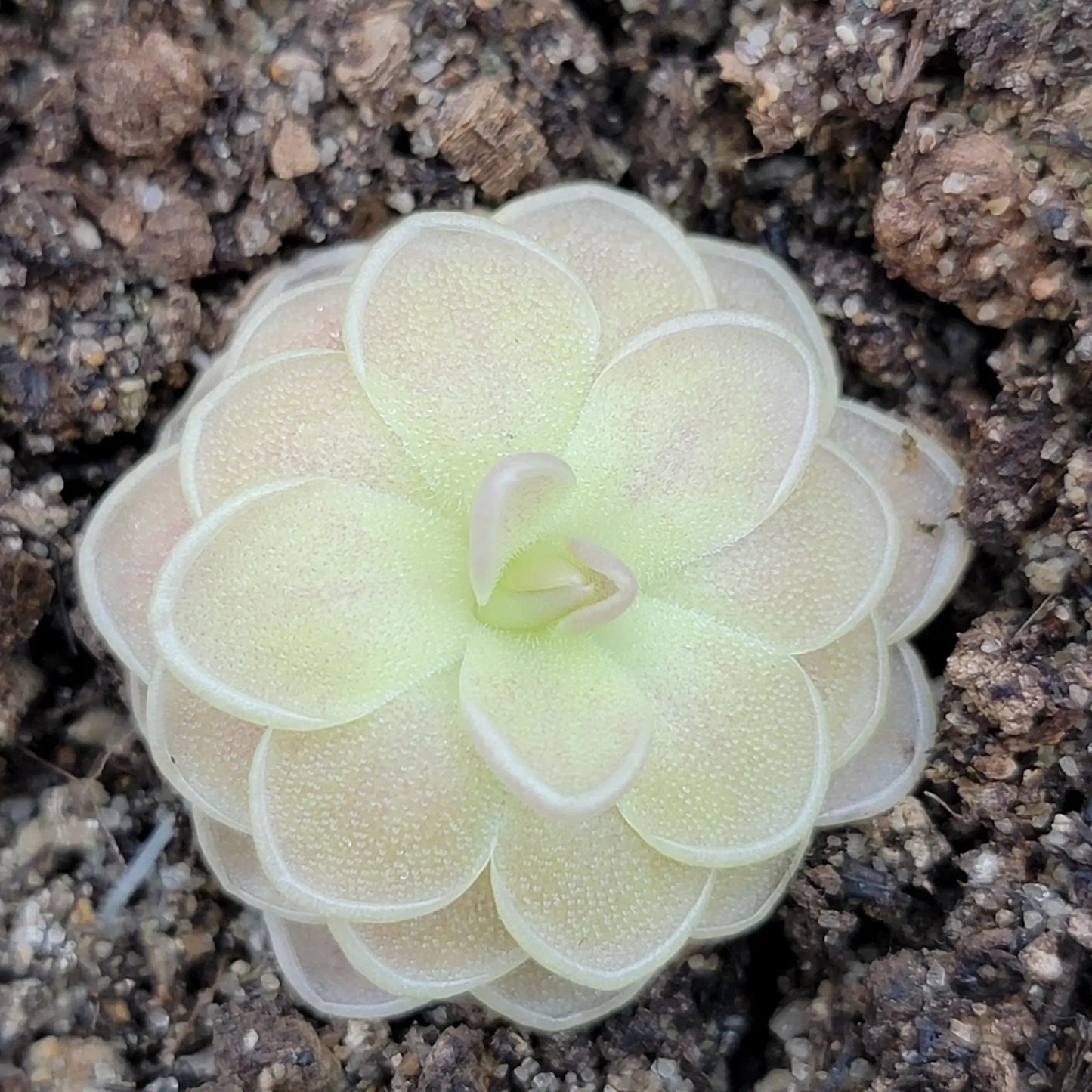 Pinguicula "Sunshine" - Tampa Home & Garden Store