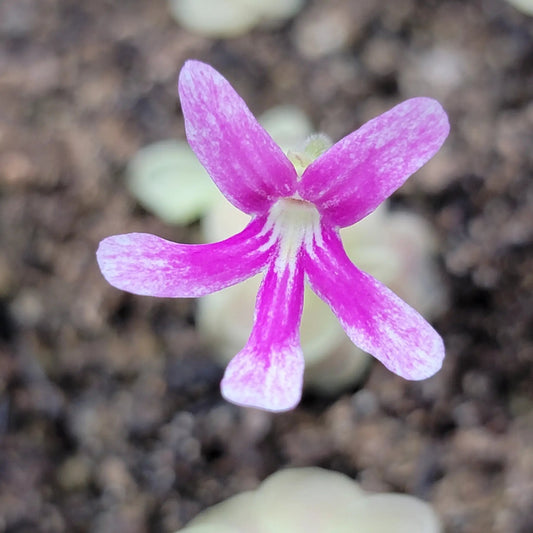 Pinguicula Sunshine in House hybrid butterwort flower close-up with pink petals on Tampa Home & Garden Store