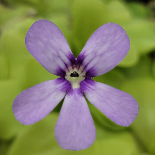 Pinguicula Tina hybrid butterwort purple bloom close-up on green background on Tampa Home & Garden Store