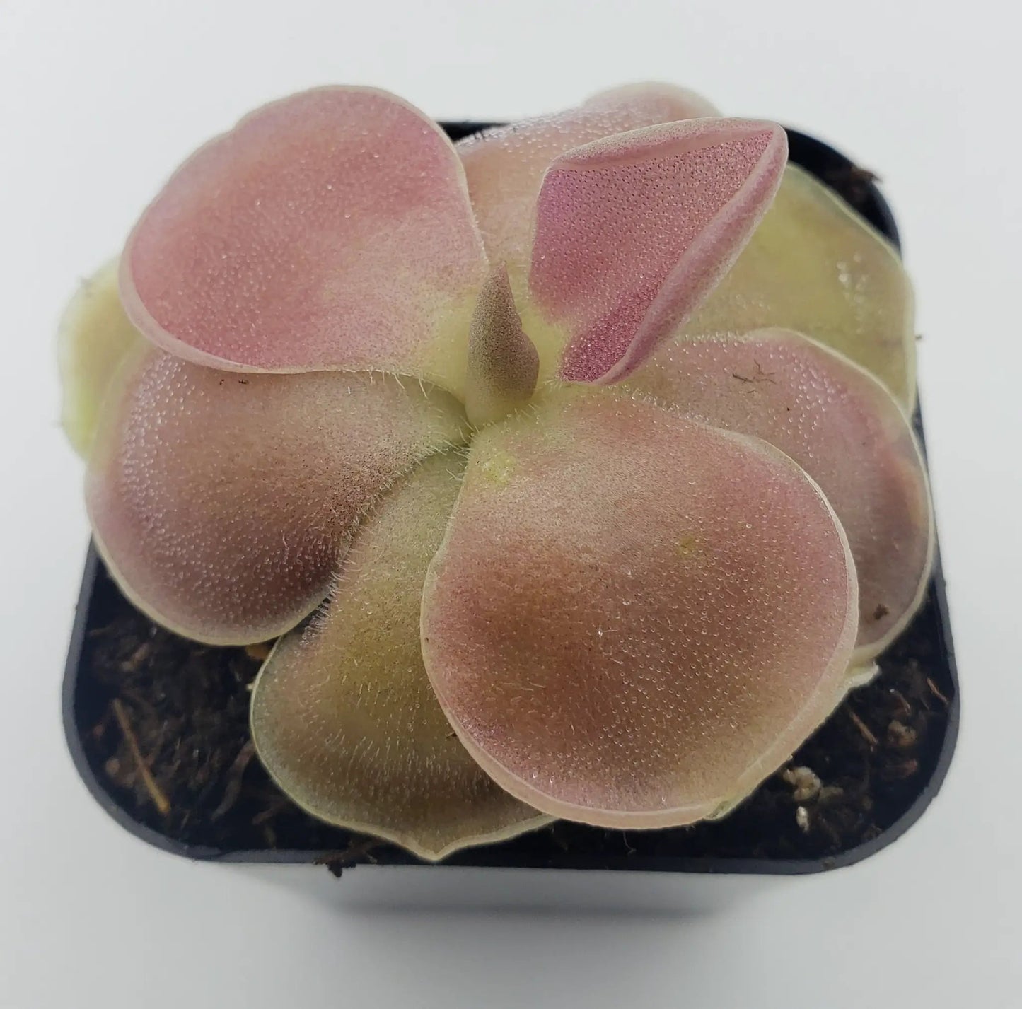 Pinguicula 'Weser' - Tampa Home & Garden Store