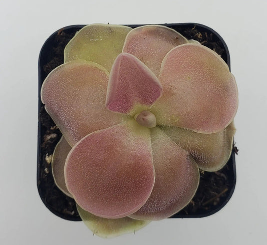 Butterwort Pinguicula Weser hybrid rosette with pinkish dew-speckled leaves on Tampa Home & Garden Store