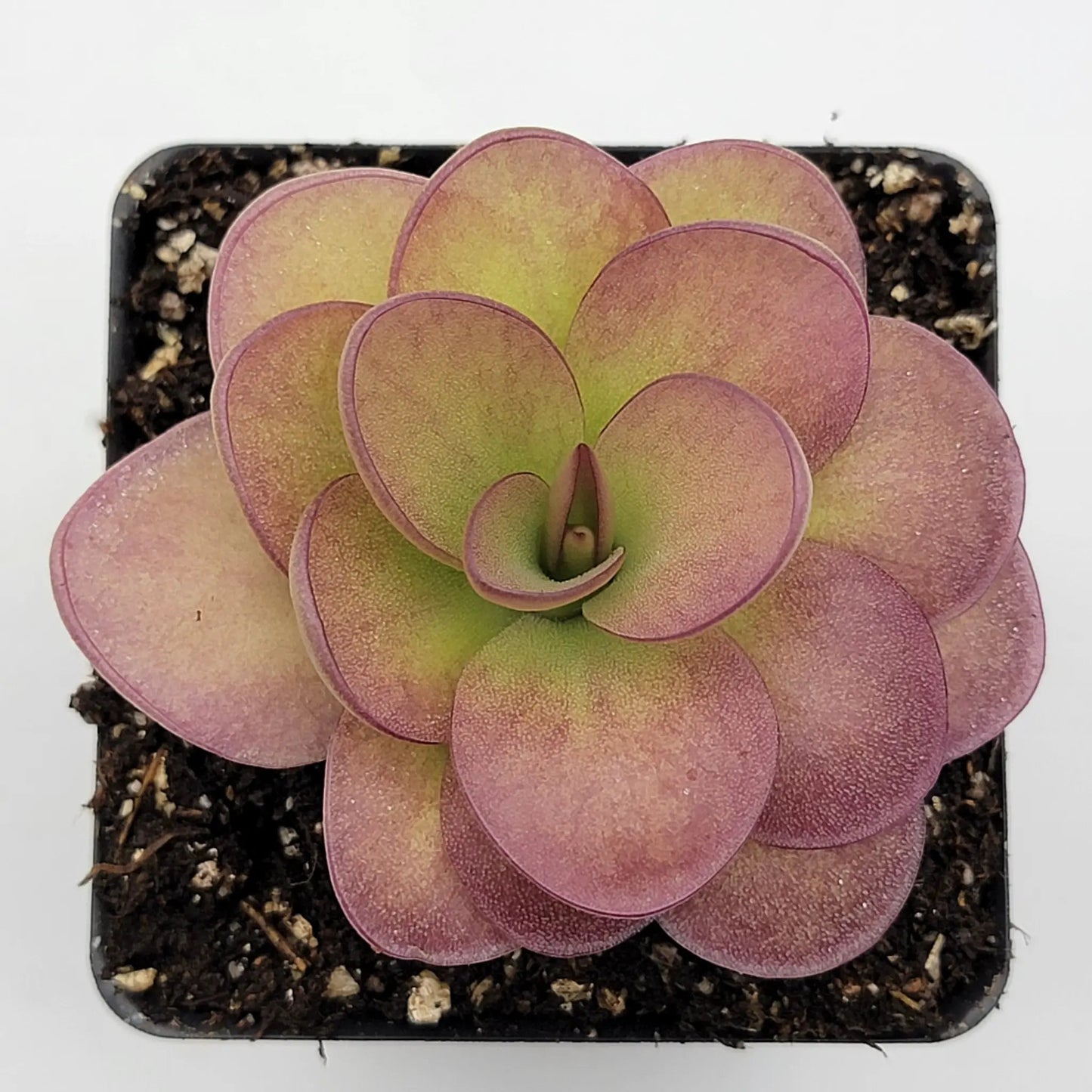 Pinguicula 'Weser' x agnata 'El Lobo' - Tampa Home & Garden Store