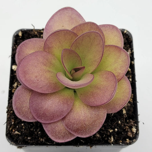 Pinguicula Weser x Agnata el Lobo butterwort rosette with purple-tinged leaves in a small pot on Tampa Home & Garden Store