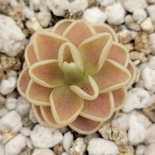 Pinguicula Yucca Do 1713 butterwort rosette with pink leaves and cream margins on rocky gravel on Tampa Home & Garden Store