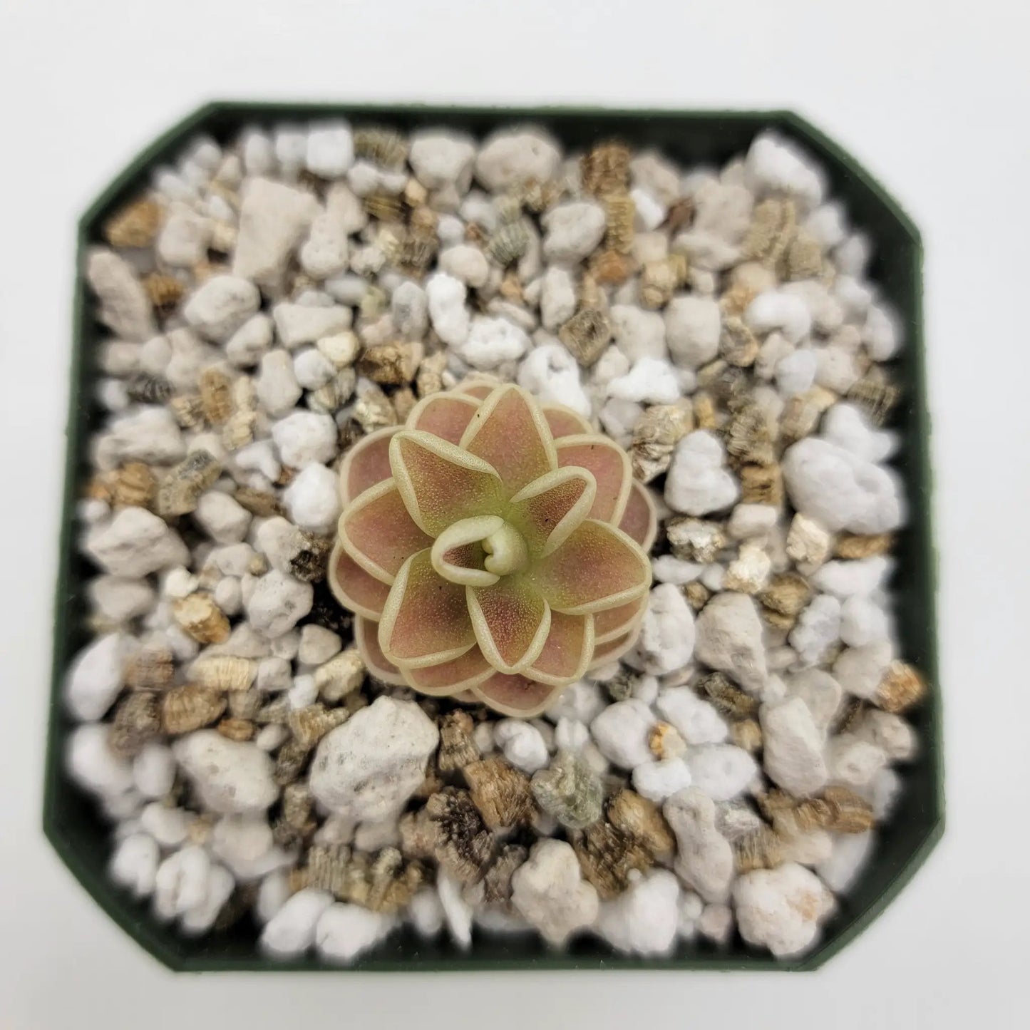 Pinguicula "Yucca Do 1713" - Tampa Home & Garden Store