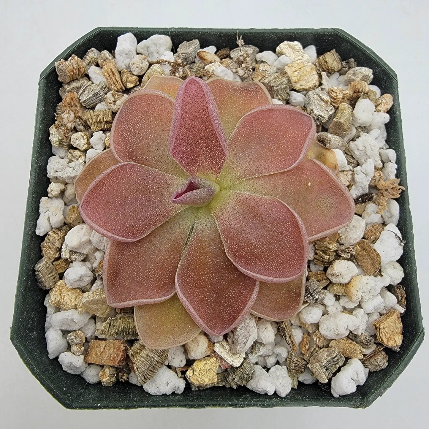 Pinguicula PE Formosa Carnivorous Plant