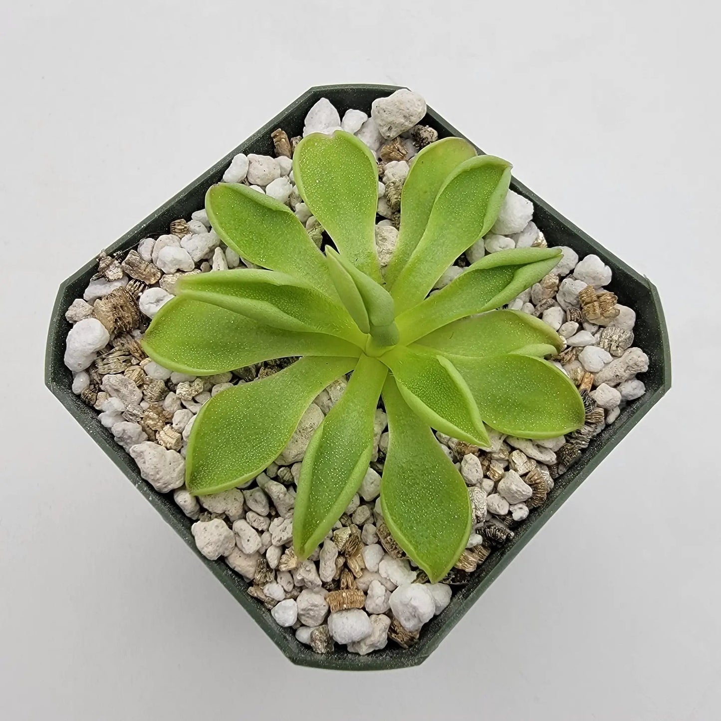 Pinguicula 'Titan' - Tampa Home & Garden Store