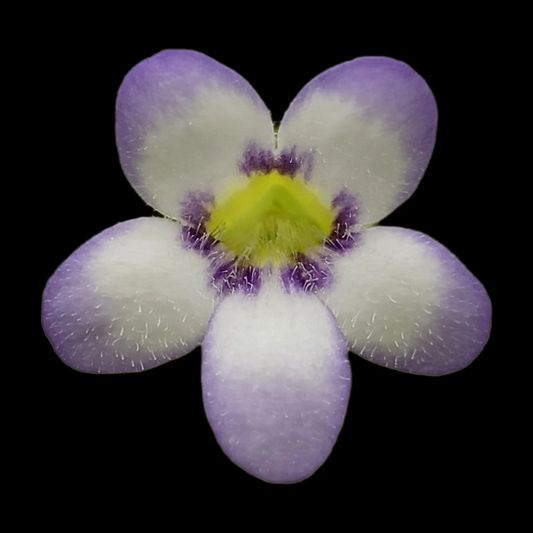 Pinguicula agnata Ekuma butterwort lavender petals yellow throat Rainbow Carnivorous Plants on Tampa Home & Garden Store