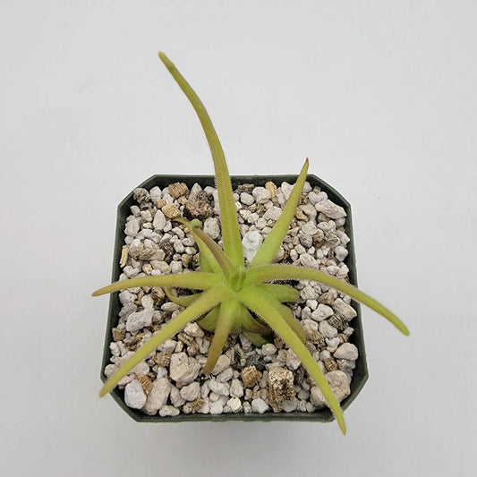 Butterwort Pinguicula gypsicola x moctezumae with lime-green leaves in gravelly pot on Tampa Home & Garden Store