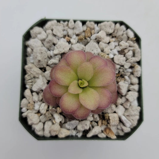 Pinguicula agnata El Lobo x Emarginata butterwort rosette with pink green leaves in white rocks on Tampa Home & Garden Store