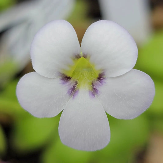 Pinguicula agnata El Lobo butterwort flower with white petals and purple throat on Tampa Home & Garden Store