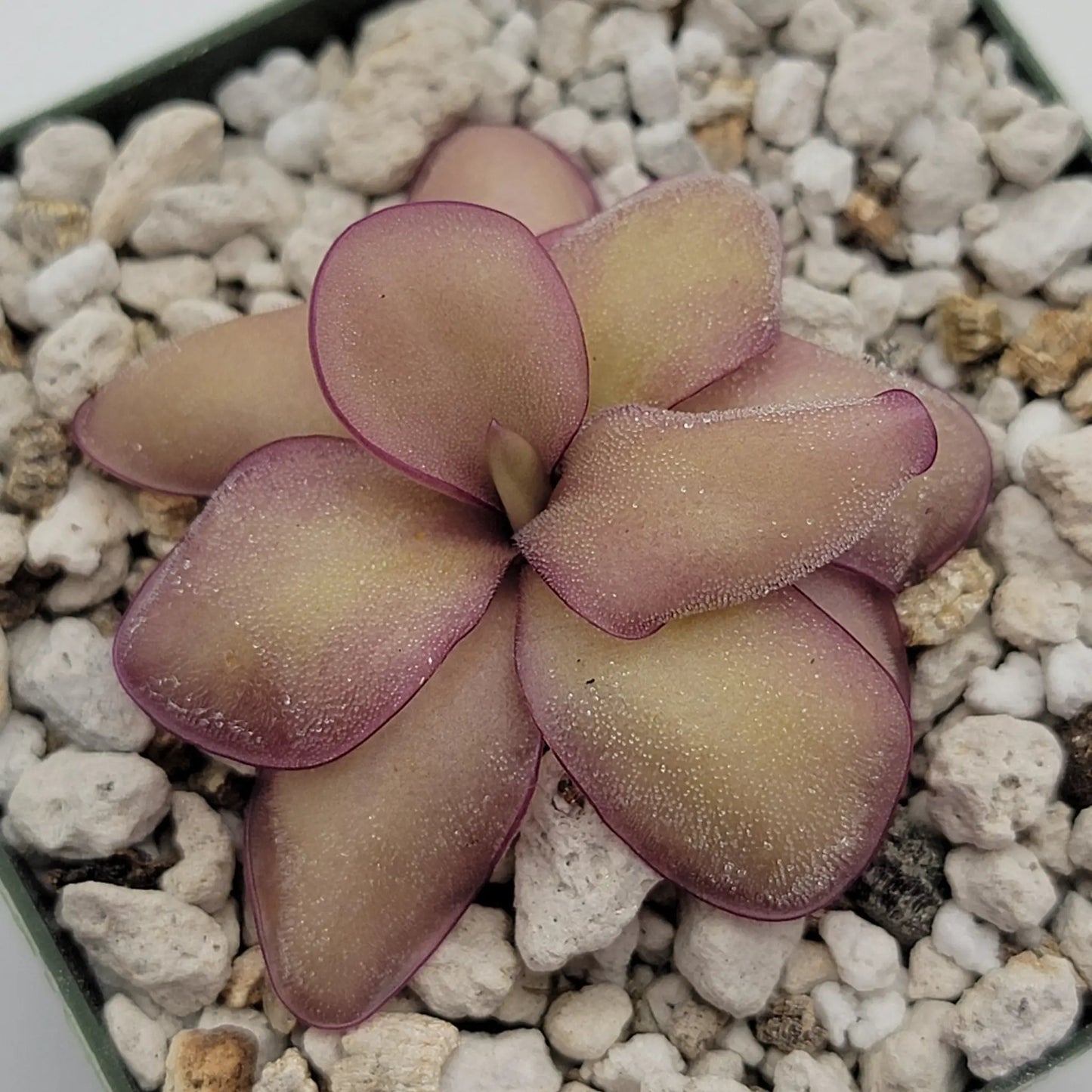 Pinguicula agnata 'El Lobo' x (laueana CP2 x emarginata) - Tampa Home & Garden Store