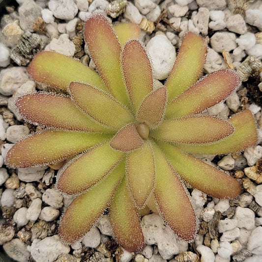 Pinguicula agnata x Gypsicola butterwort rosette with lime-green leaves and red-edged margins on Tampa Home & Garden Store