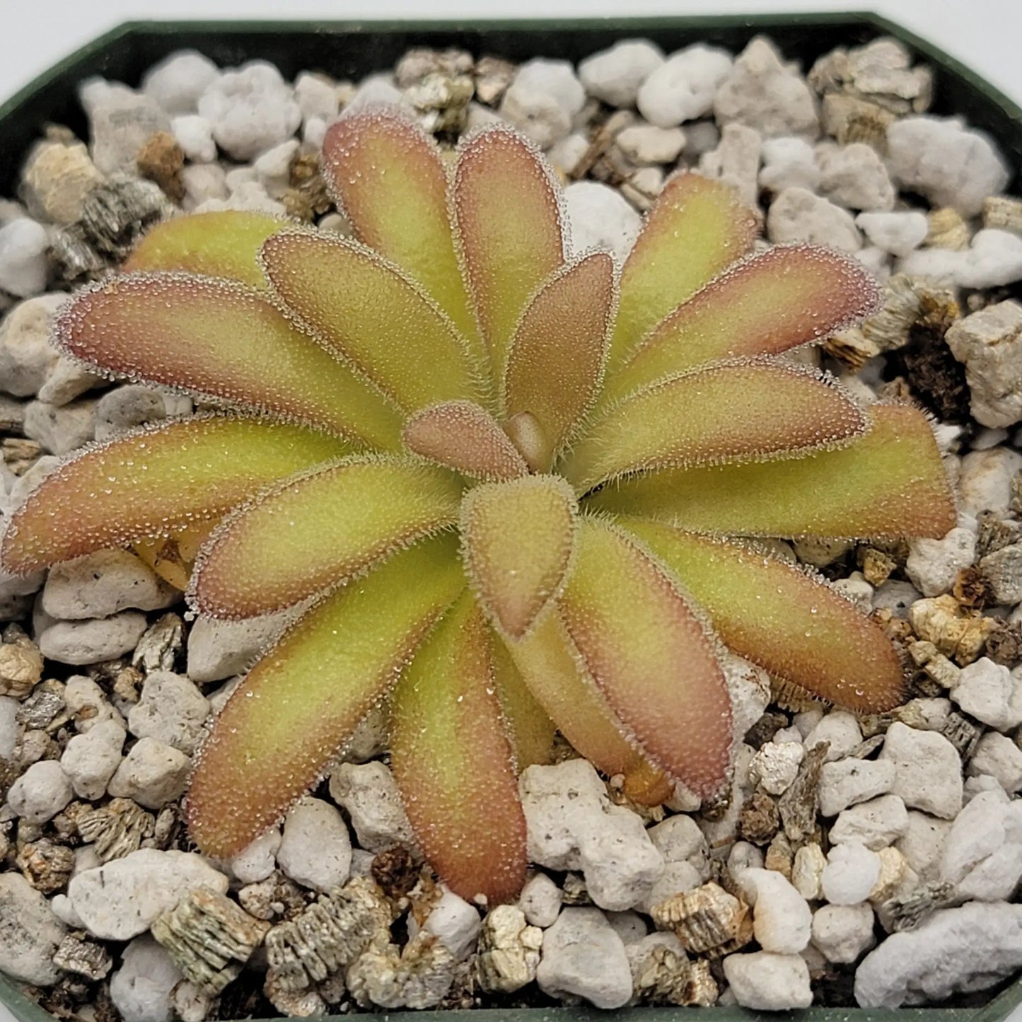 Pinguicula agnata 'El Lobo' x gypsicola - Tampa Home & Garden Store