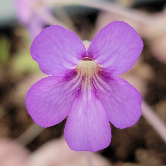 Pinguicula agnata El Lobo x Hemiepiphytica butterwort bloom, purple petals close-up on Tampa Home & Garden Store
