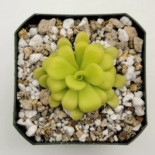 Pinguicula agnata Mesaleon Hidalgo Mexico lime-green butterwort rosette plant in rock mulch in pot on Tampa Home & Garden Store