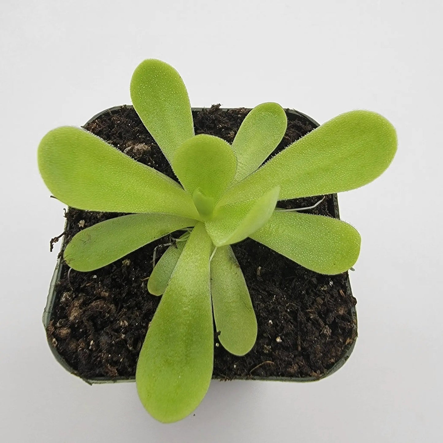 Pinguicula agnata 'True Blue' - Tampa Home & Garden Store