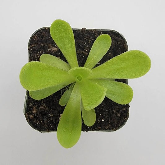 Pinguicula agnata True Blue butterwort plant with green rosette leaves in a pot on Tampa Home & Garden Store