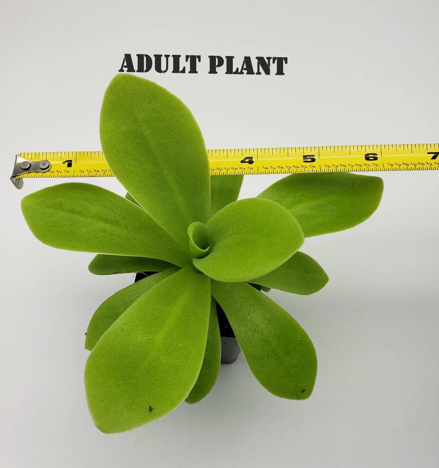 Pinguicula agnata True Blue x gigantea Butterwort with green leaves and tape on Tampa Home & Garden Store