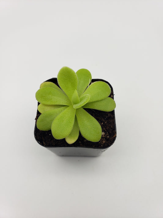 Pinguicula agnata "True Blue" x gigantea - Tampa Home & Garden Store