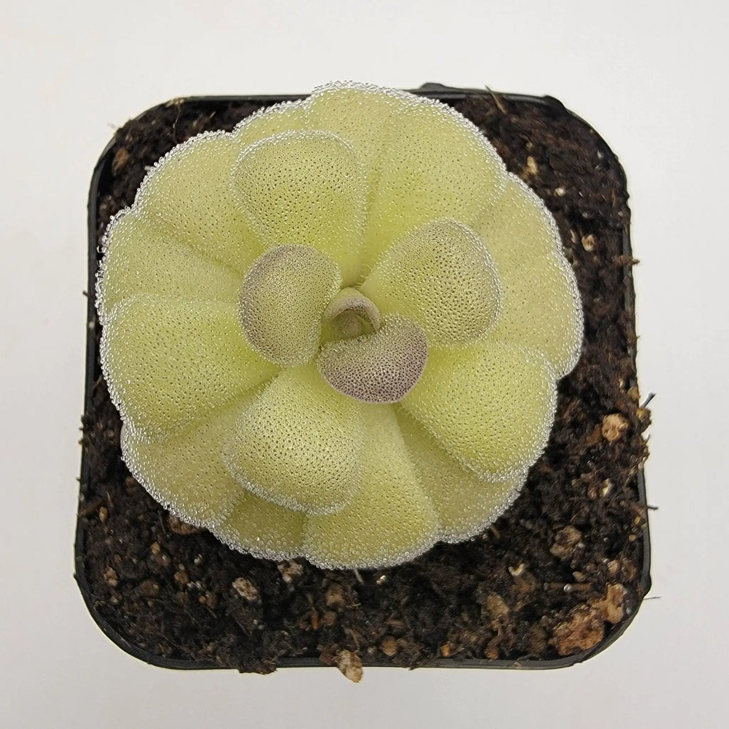 Pinguicula agnata "True Blue" x hemiepiphytica - Tampa Home & Garden Store