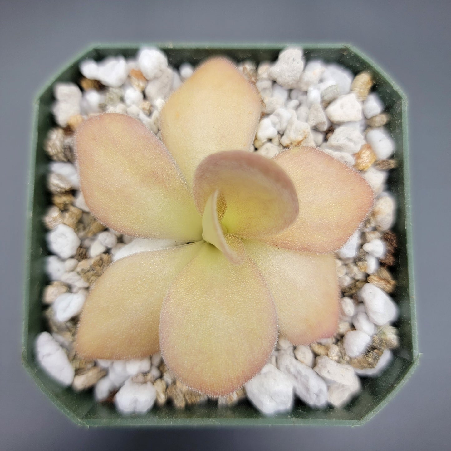 Pinguicula agnata {Zimapan, Hidalgo, México}