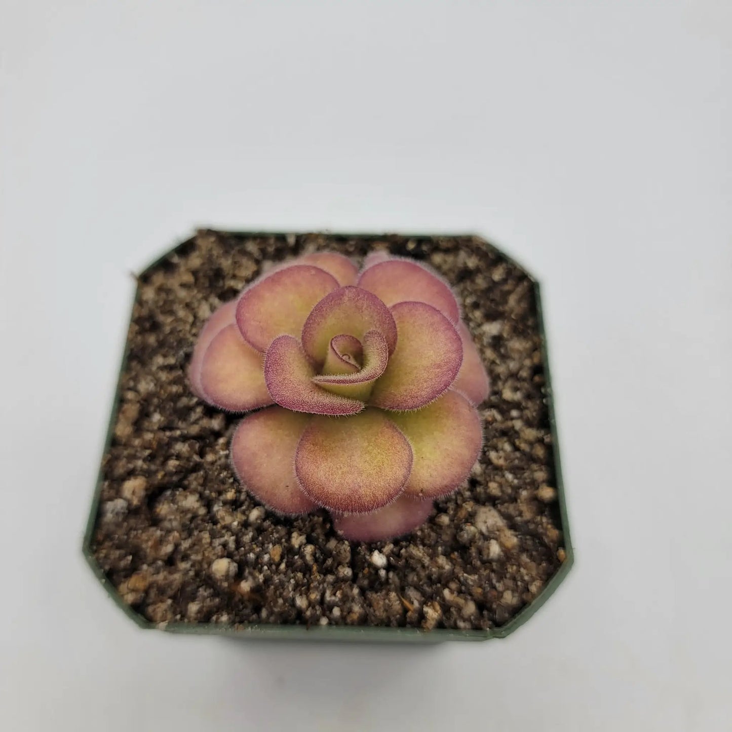 Pinguicula agnata 'El Lobo' - Tampa Home & Garden Store