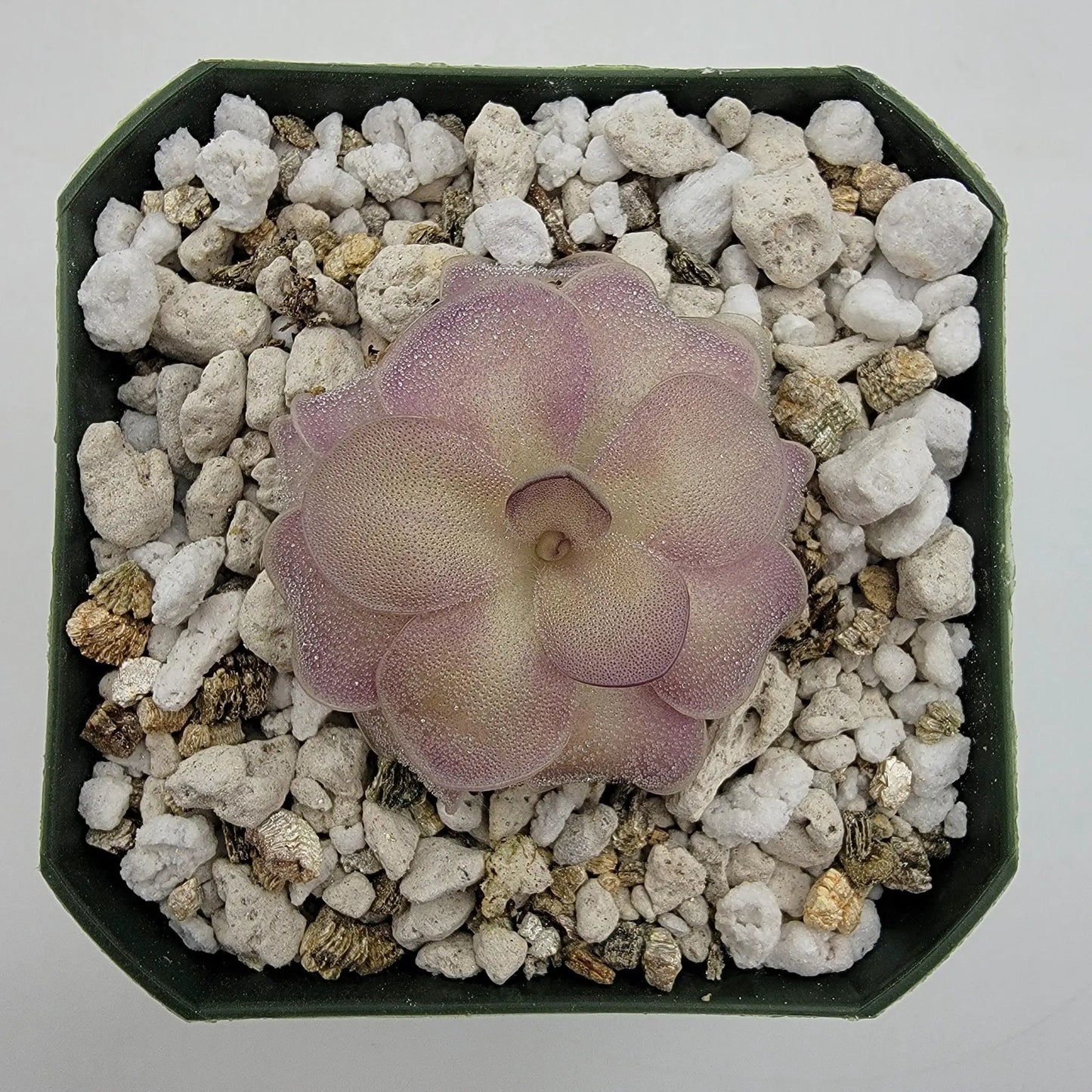 Pinguicula agnata x cyclosecta - Tampa Home & Garden Store